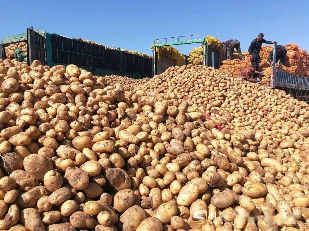 最新土豆价格行情分析