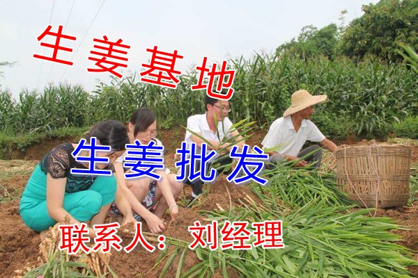 云南生姜最新价格动态分析